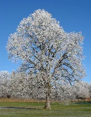 Baumraureif