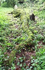 Baustert (Eifel); Waldkrokodil B