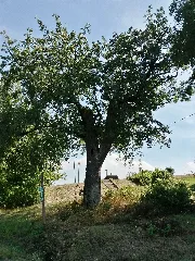 Bayerfeld Steckweiler Speierling Am Stolzenbergerhof 001