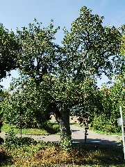 Bayerfeld Steckweiler Speierling Am Stolzenbergerhof 002