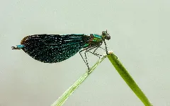Beautiful Demoiselle Calopteryx Virgo