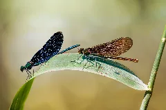 Beautiful Demoiselle Calopteryx Virgo Male Female Errors