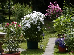 Bechermalven Rosa Und Weiß Panoramio