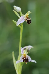 Bee Orchid Ophrys Apifera (14167392369)