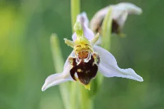 Bee Orchid Ophrys Apifera (14167482350)