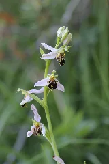 Bee Orchid Ophrys Apifera (14350741651)