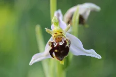 Bee Orchid Ophrys Apifera (14350743341)