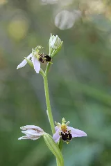 Bee Orchid Ophrys Apifera (14352506772)