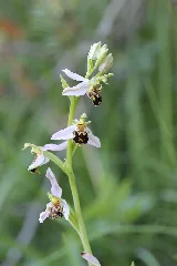 Bee Orchid Ophrys Apifera (14353198384)