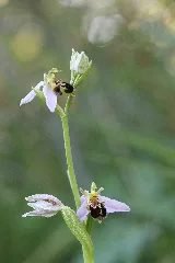 Bee Orchid Ophrys Apifera (14354079435)