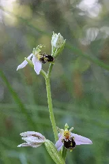 Bee Orchid Ophrys Apifera (14354080395)