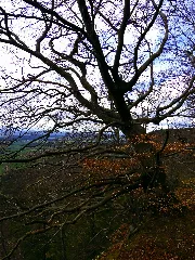 Beech Tree Panoramio