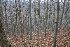 Beechtreeforest