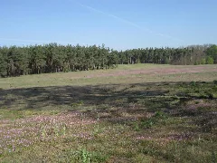 Beeskow, Brandenburg, Germany. Cranesbill Flowers. Panoramio