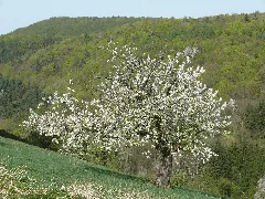 Beilstein Billensbach Blühender Kirschbaum