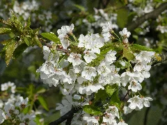 Beilstein Billensbach Kirschblüten
