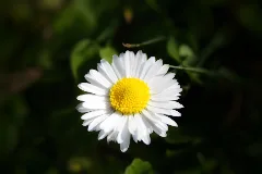 Bellis Perennis (215167205)