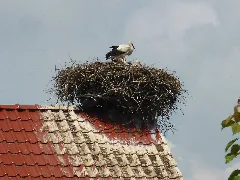 Belsdorf Stochennest