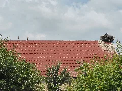 Belsdorf Störche