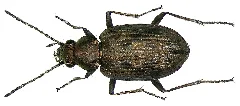 Bembidion Litorale (Olivier, 1790) (2899091224)