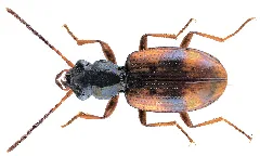 Bembidion (Trepanes) Articulatum (Panzer, 1796) (4325900944)
