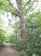 Benther Berg Vorland Baum Umschlungen
