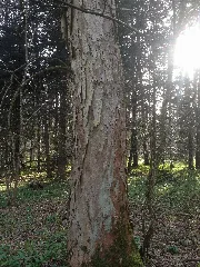 Bergahorn Drachenhals