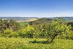 Bergwiese Im Naturschutzgebiet 'Alter Gleisberg' Bei Jena