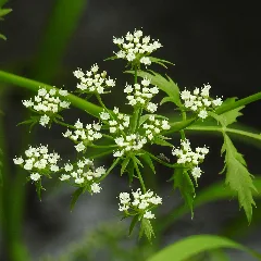 Berula Erecta Rf (Cropped)