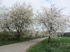 Besendorf Kirschblüte 2012 04 25 042