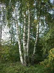 Betula Pendula Friedrichsthal Bildstock Fmt 20101001 01