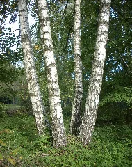 Betula Pendula Friedrichsthal Bildstock Fmt 20101001 02