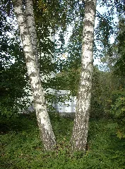 Betula Pendula Friedrichsthal Bildstock Fmt 20101001 03
