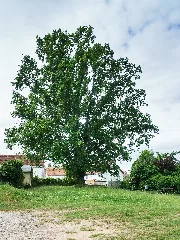 Beucha Eiche Am Kirchberg