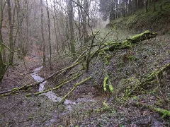 Bewaldetes Tal Westlich Von Rodershausen (Woodland Valley West Of Rodershausen) Geo.hlipp.de 23398
