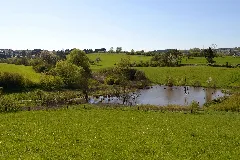 Biberdamm Mit Wasserfläche An Der Malzbach In Uchtelfangen (2016 01)