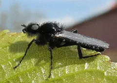 Bibio Marci 2