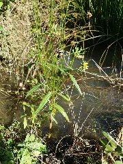 Bidens Cernua Sl48