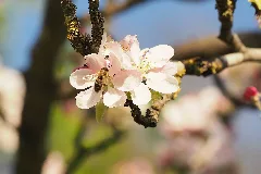Biene An Apfelblüte