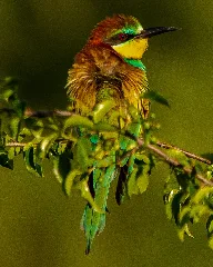 Bienenfresser 2