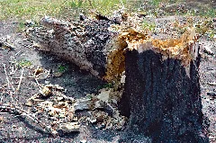 Biotopverbund Spreeaue Nature Reserve, Cottbus (Burnt Tree Stump At Cb Saspow)