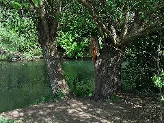 Biotopverbund Spreeaue Nature Reserve, Cottbus (Spree In Cb Saspow 2)