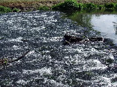 Biotopverbund Spreeaue Nature Reserve, Cottbus (Spree In Cb Saspow)