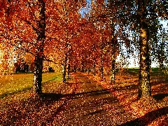 Birch Alley Panoramio