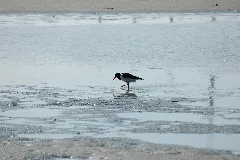 Bird 2007 03 16 (46)