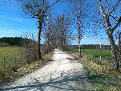 Birkenalle Beim Boschhof Im April, Blick Nw Panoramio