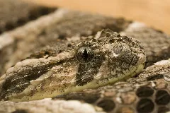 Bitis Arietans