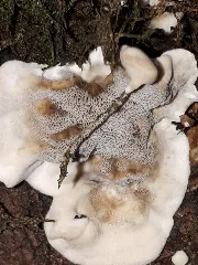 Bjerkandera Adusta 150147761
