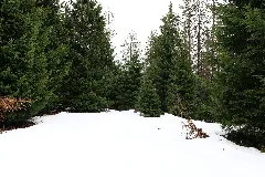 Black Forest National Park Baiersbronn 2020 03 11 10