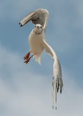 Black Headed Gull In Flight 140810 1